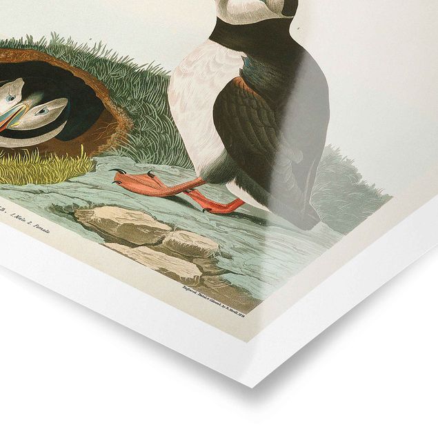 Posters animais Vintage Board Puffins