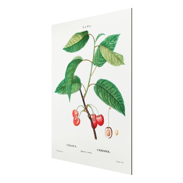 Quadros florais Botany Vintage Illustration Red Cherries
