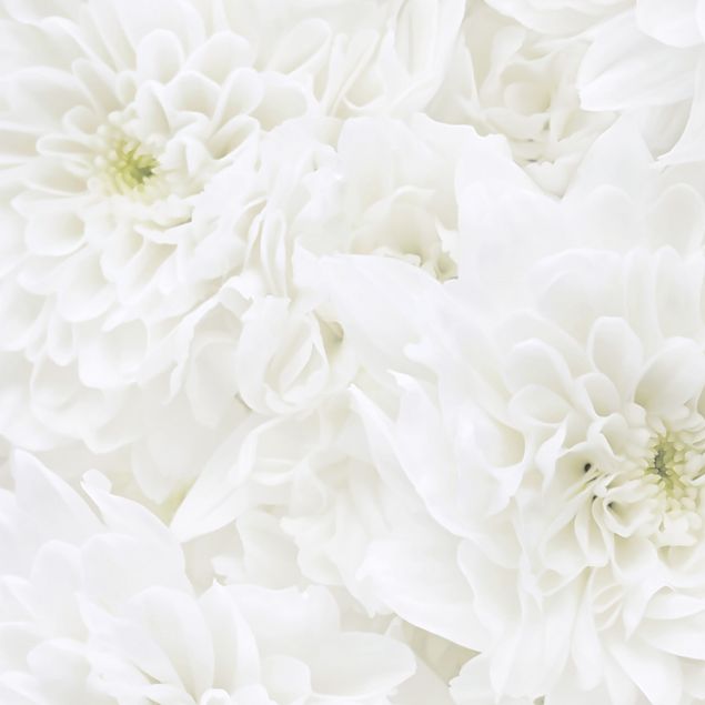 Películas autocolantes brancas Dahlia Sea Of Flowers White