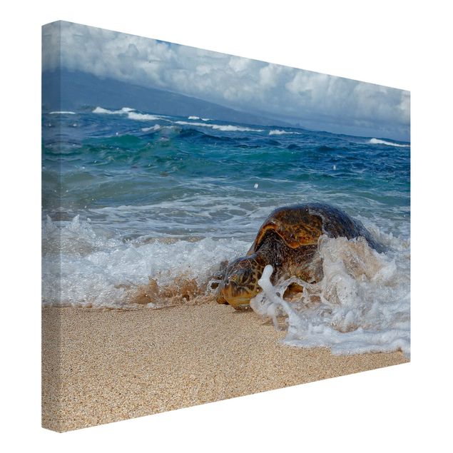 quadro de praia The Turtle Returns Home