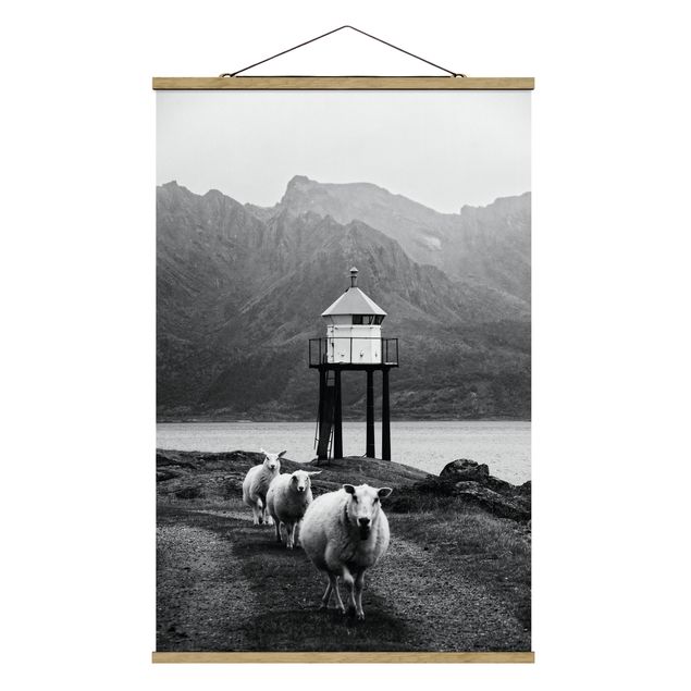 Quadros preto e branco Three Sheep On the Lofoten