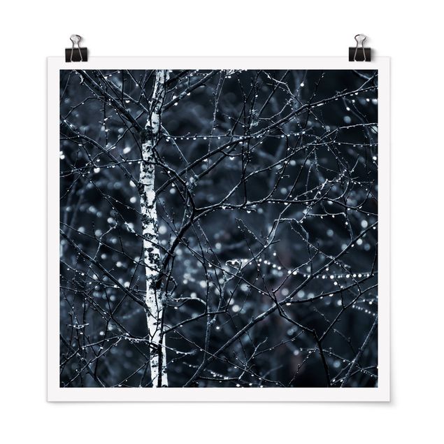 Posters paisagens Dark Birch Tree In Cold Rain