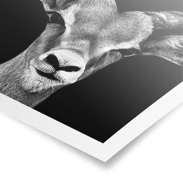 Quadros preto e branco Impala antelope black and white