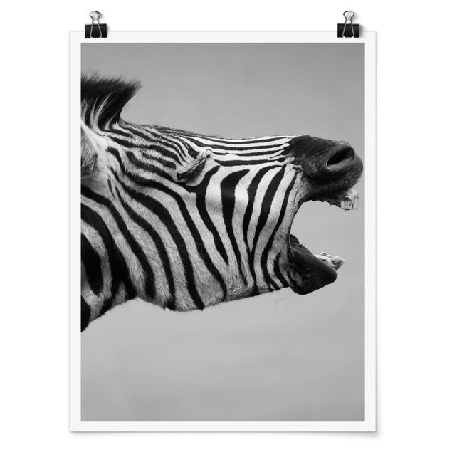 Posters animais Roaring Zebra ll
