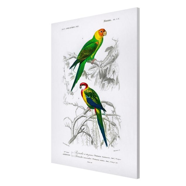 Quadros florais Vintage Wall Chart Two Parrots Green Red
