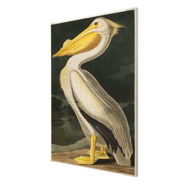 Quadros retro Vintage Board White Pelican