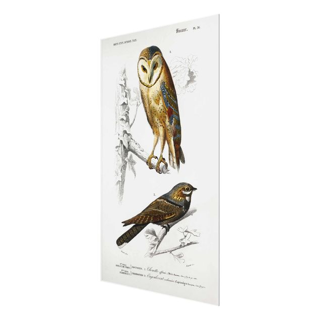 Quadros decorativos Vintage Board Owl And Swallow