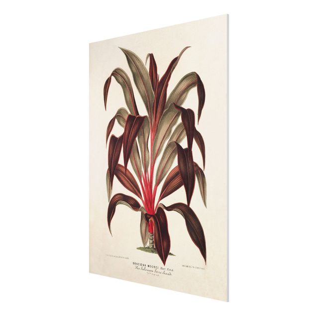 Quadros florais Botany Vintage Illustration Of Dragon Tree
