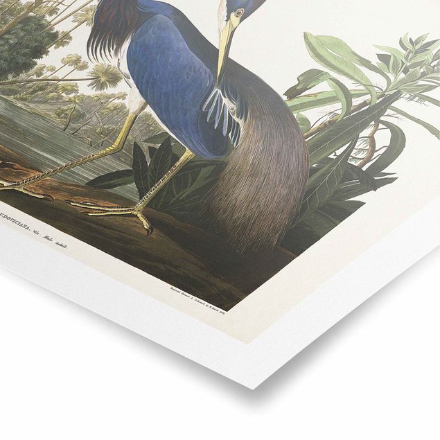 quadro azul Vintage Board Louisiana Heron