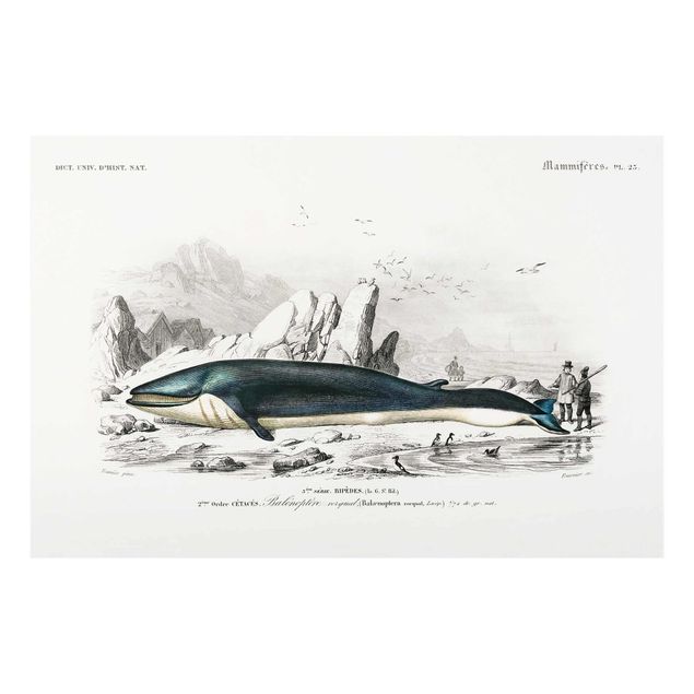 quadro em tons de azul Vintage Board Blue Whale