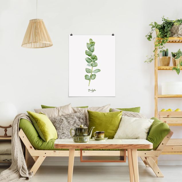 Posters flores Watercolour Botany Eucalyptus