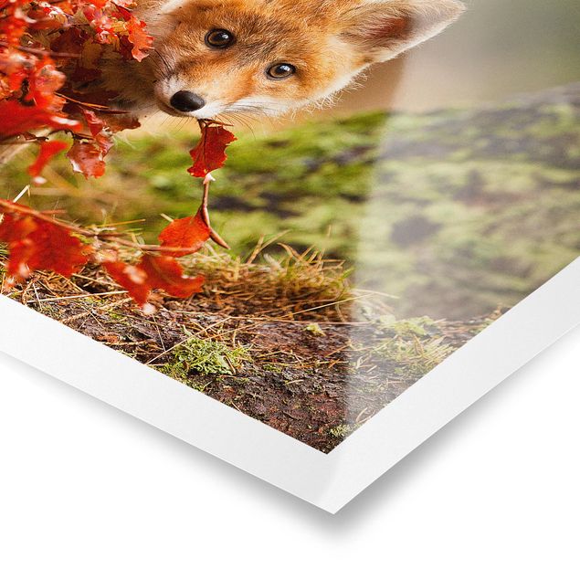 quadros de flores Fox In Autumn
