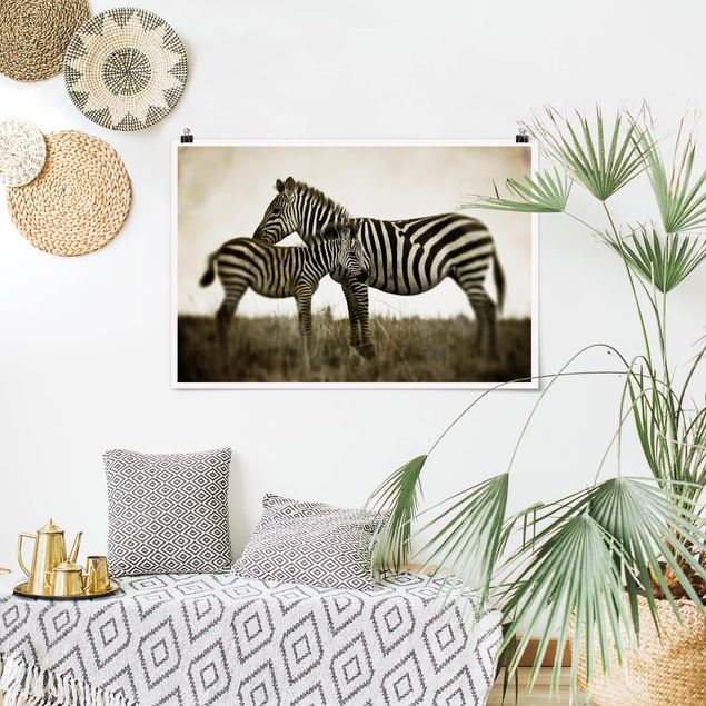 Posters em preto e branco Zebra Couple