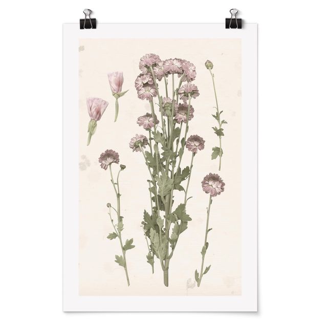 quadro com flores Herbarium In Pink I