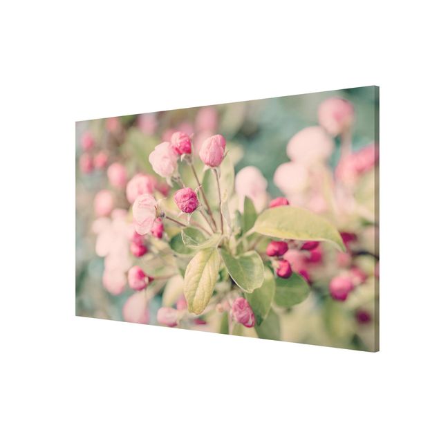 Quadros florais Apple Blossom Bokeh Light Pink
