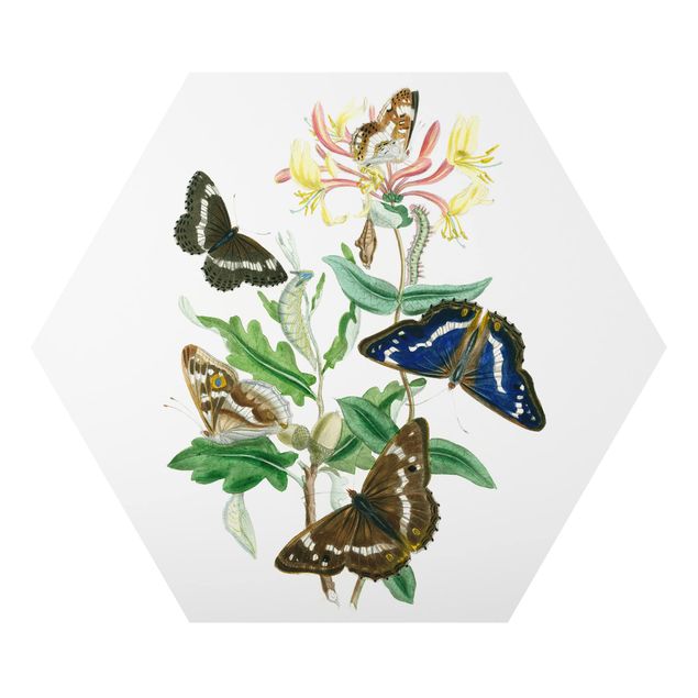 Quadros modernos British Butterflies IV