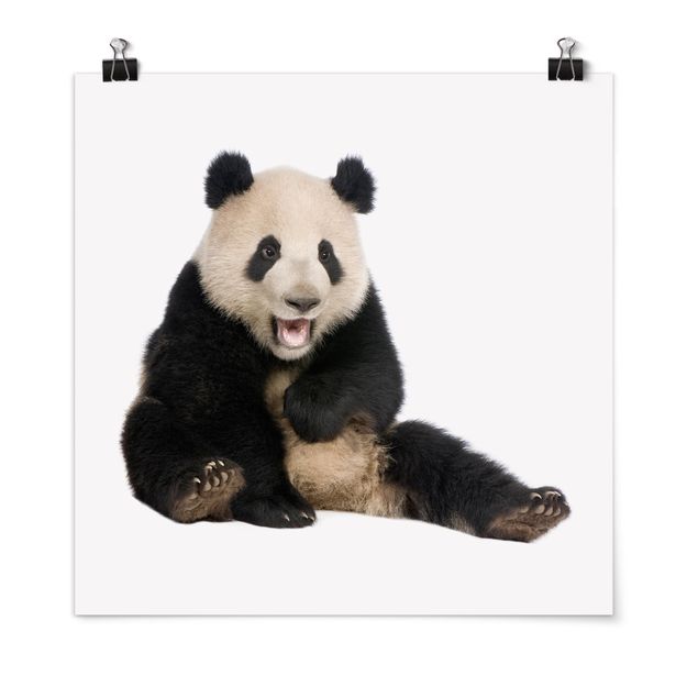 Posters animais Laughing Panda