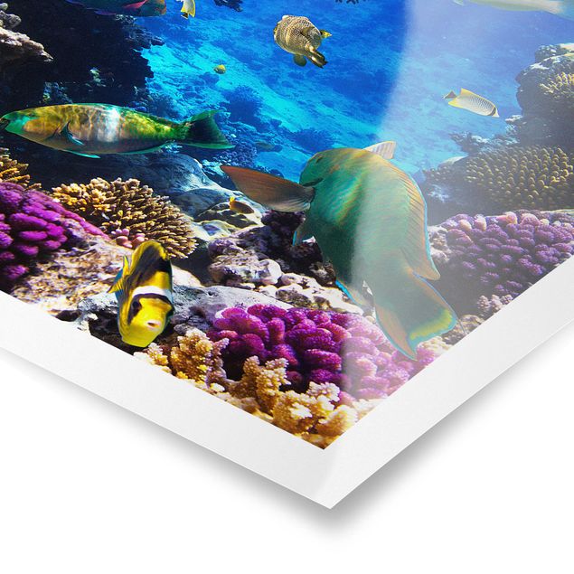 Posters animais Underwater Dreams