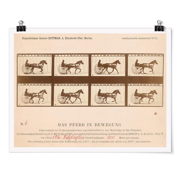 Posters quadros famosos Eadweard Muybridge - The horse in Motion