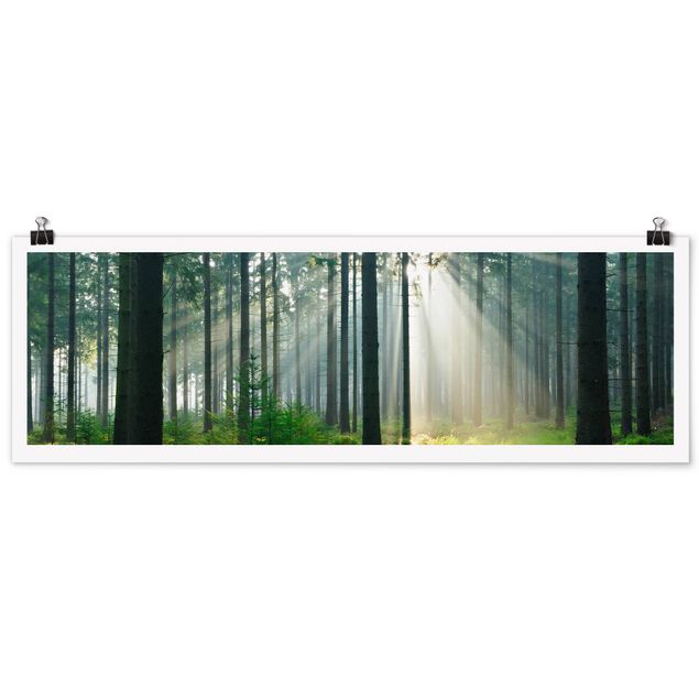 Posters paisagens Enlightened Forest