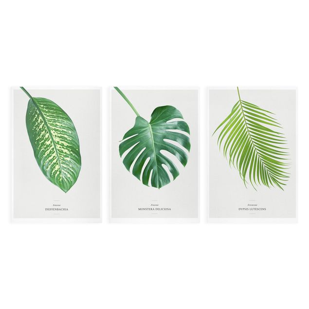 quadros decorativos verde Tropical Leaves