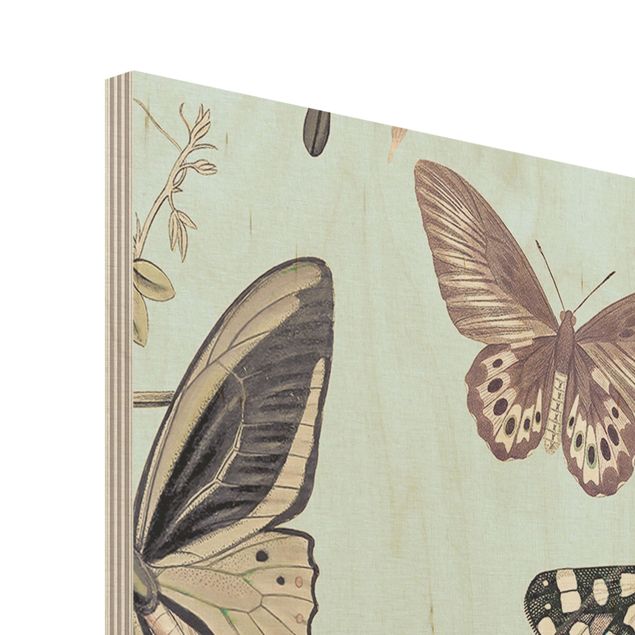 decoração quadros Vintage Collage - Butterflies And Dragonflies