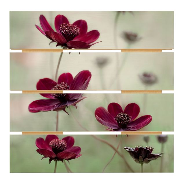 quadro de madeira para parede Pink Cosmos Flower