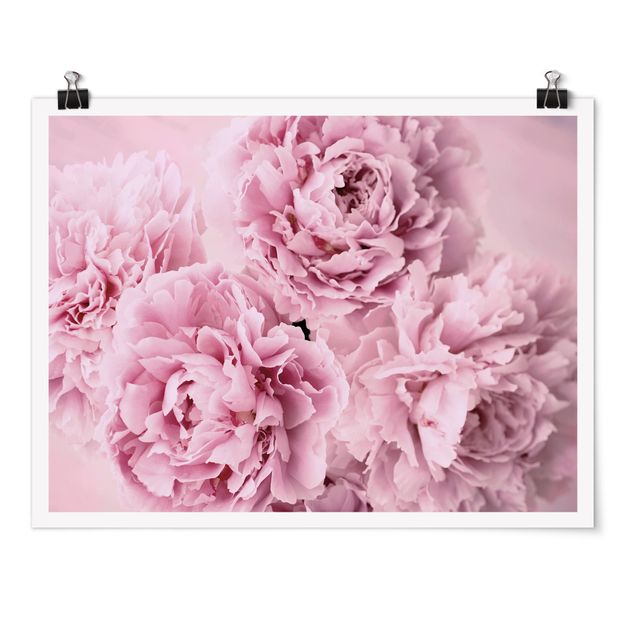 quadro com flores Pink Peonies