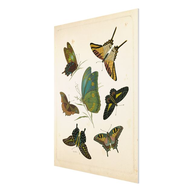 Quadros retro Vintage Illustration Exotic Butterflies