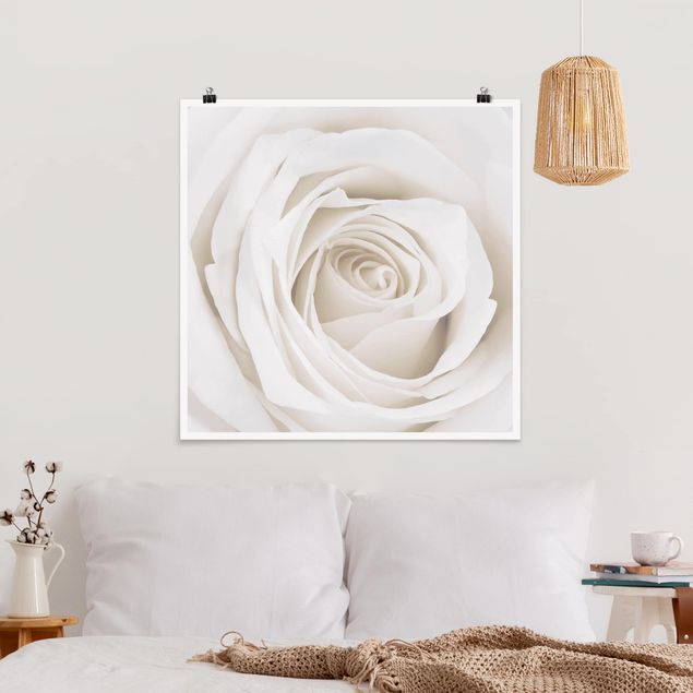 Posters flores Pretty White Rose