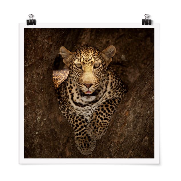 Quadros África Leopard Resting On A Tree