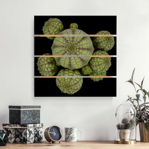 decoraçao para parede de cozinha Euphorbia - Spurge Urchins