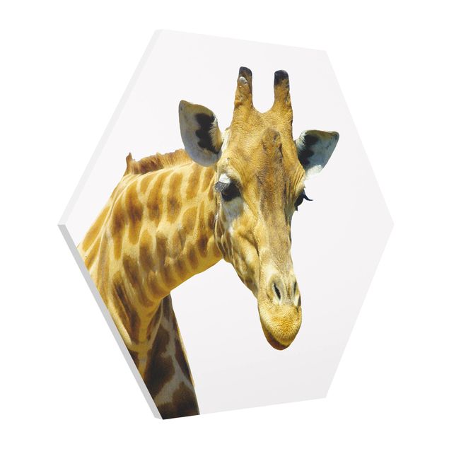 Quadros animais No.21 Prying Giraffe
