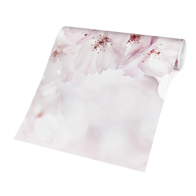 papel parede rosa A Touch Of Cherry Blossoms
