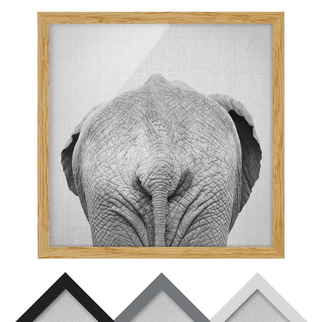 quadros em preto e branco Elephant From Behind Black And White