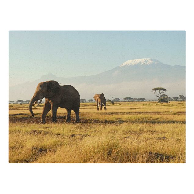 Telas decorativas montanhas Elephants In Front Of Kilimanjaro In Kenya