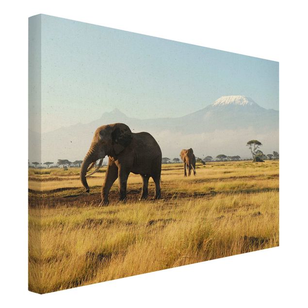 Quadros montanhas Elephants In Front Of Kilimanjaro In Kenya