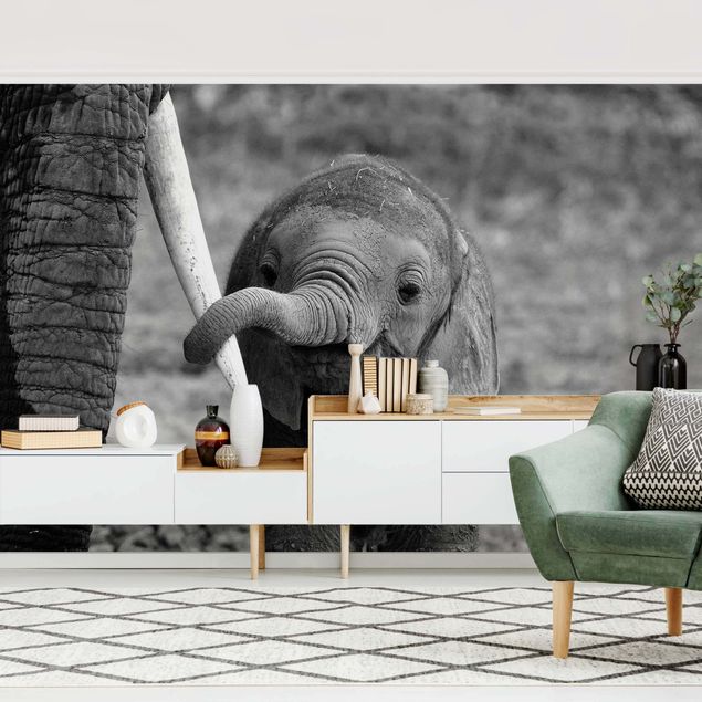 Papel de parede elefantes Baby Elephant