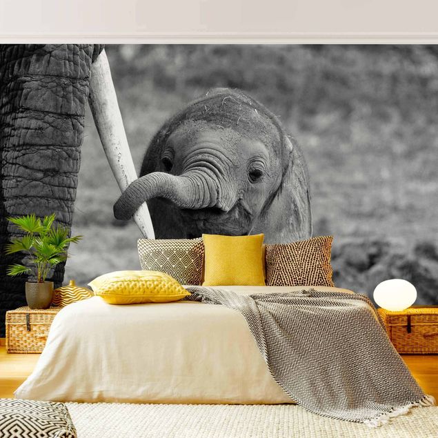 papel de parede moderno para sala Baby Elephant