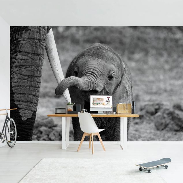 papel de parede branco e preto Baby Elephant