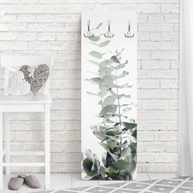 Cabides de parede flores Eucalyptus In White Light