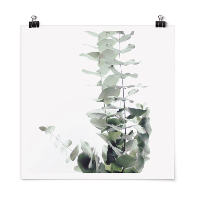 quadro com flores Eucalyptus In White Light