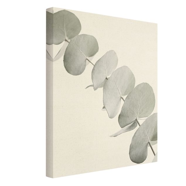 Telas decorativas Eucalyptus Branch In White Light