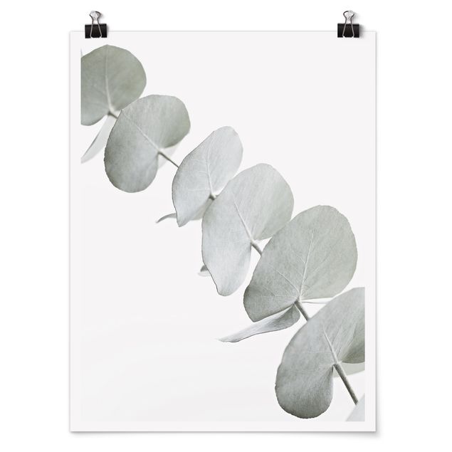 quadro com flores Eucalyptus Branch In White Light