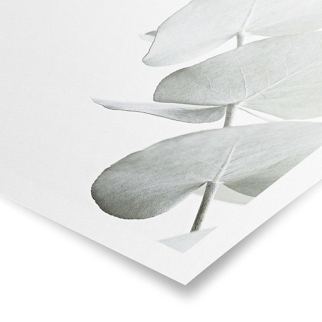 Quadros decorativos Eucalyptus Branch In White Light