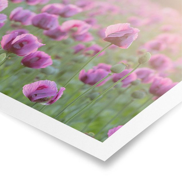 quadro com flores Purple Poppy Flower Meadow In Spring