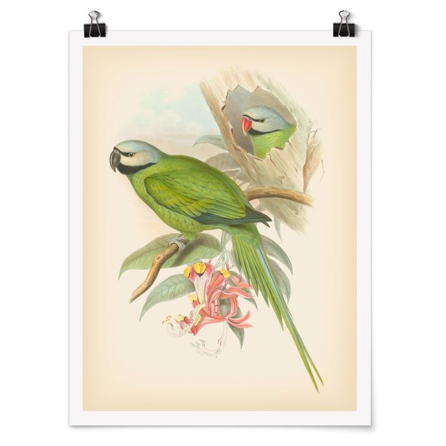 quadro com flores Vintage Illustration Tropical Birds II