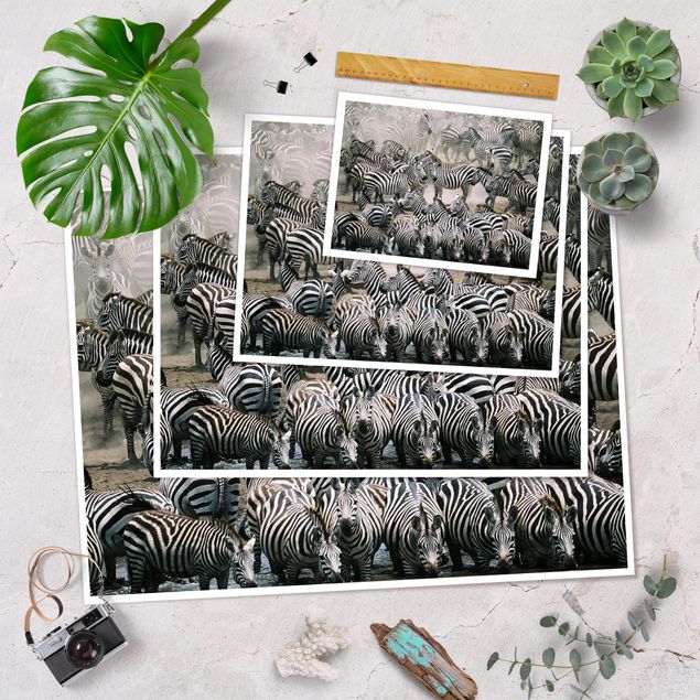 poster decoração Zebra Herd