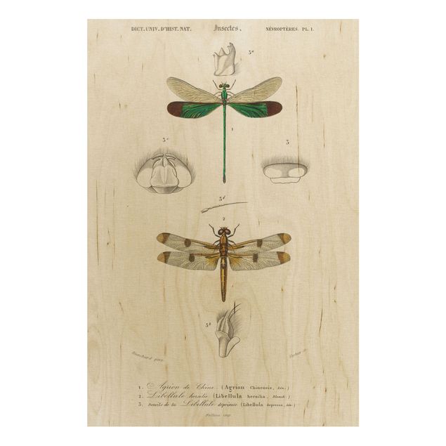Quadros em madeira vintage Vintage Board Dragonflies