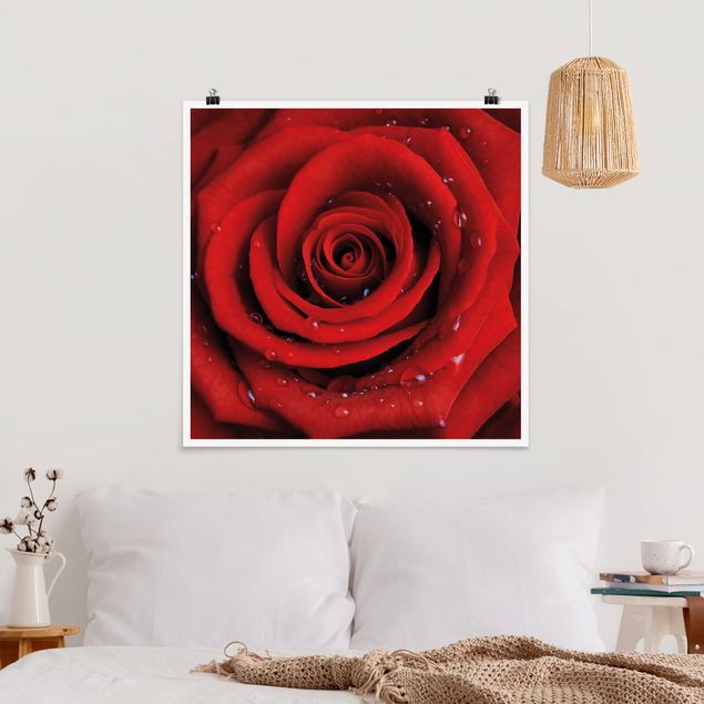 Posters flores Red Rose With Water Drops